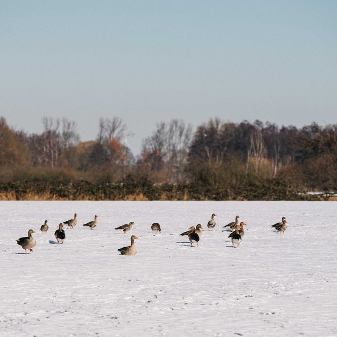 Gänse im Winter auf dem schneebedeckten Trebelsee