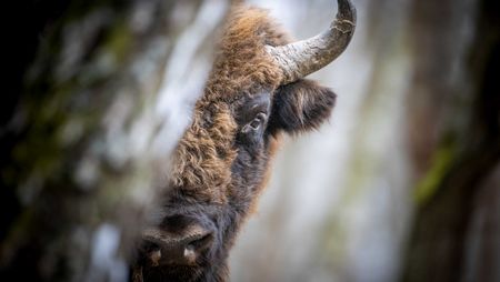 Wisent in der Döberitzer Heide schaut hinter einem Baum hervor