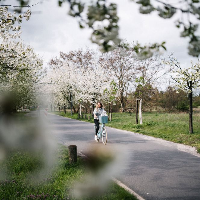 Radfahrerin fährt an blühenden Obstbäumen vorbei