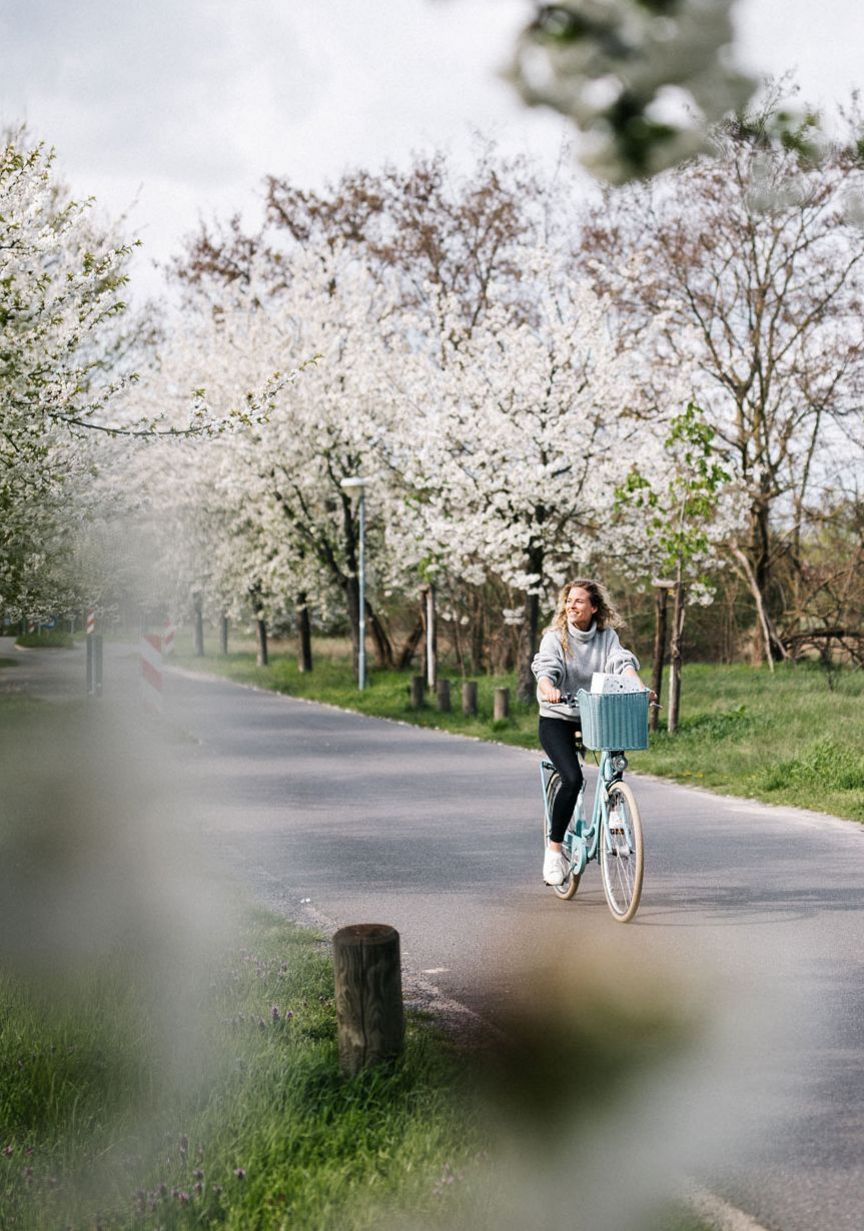 Radfahrerin fährt an blühenden Obstbäumen vorbei