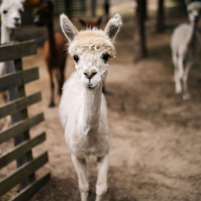 Lama beim Tourismustag Havelland 2024 auf dem Werderaner Tannenhof