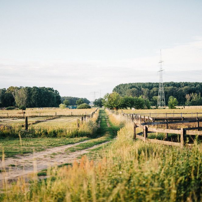 Ein Weg führt durch eine Pferdekoppel in Falkensee.