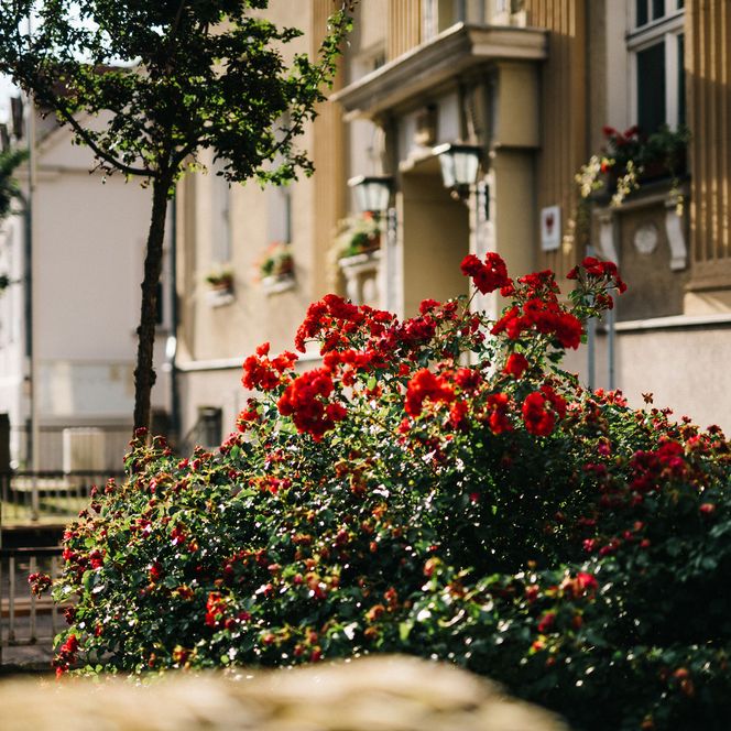 Rote Rosen vor dem Rathaus Falkensee