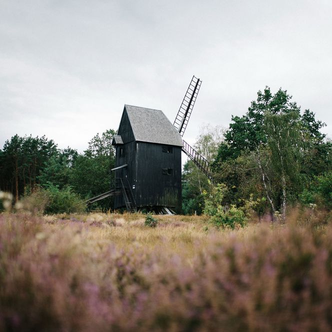 Historische Bockwindmühle Prietzen mit Heidekrautfeld