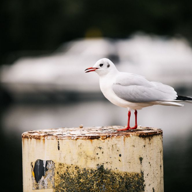 Eine Möwe sitzt auf einem Pfeiler in Brandenburg an der Havel