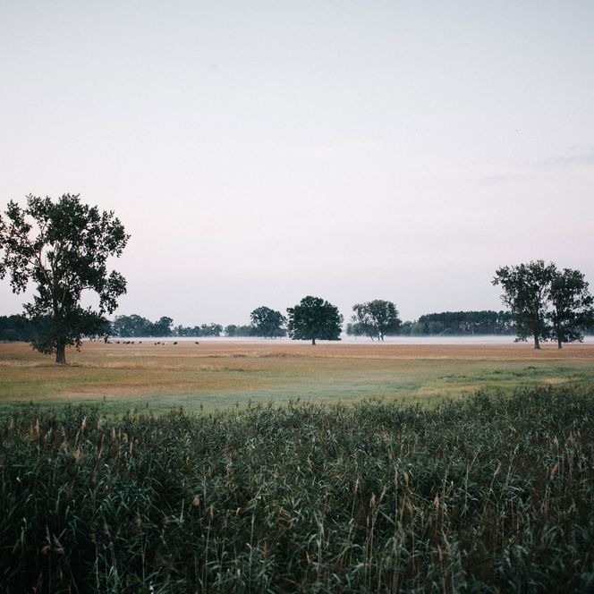 Ufergebiet mit Schilf im Naturpark Westhavelland