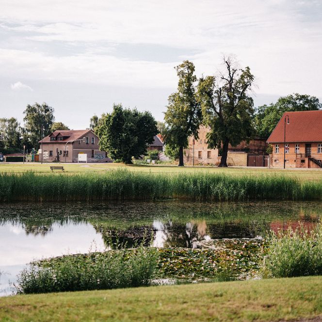 Teich mit Schilf am Anger in Falkensee
