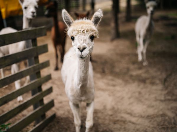 Alpaka auf dem Werderaner Tannenhof Alpaka auf dem Werderaner Tannenhof