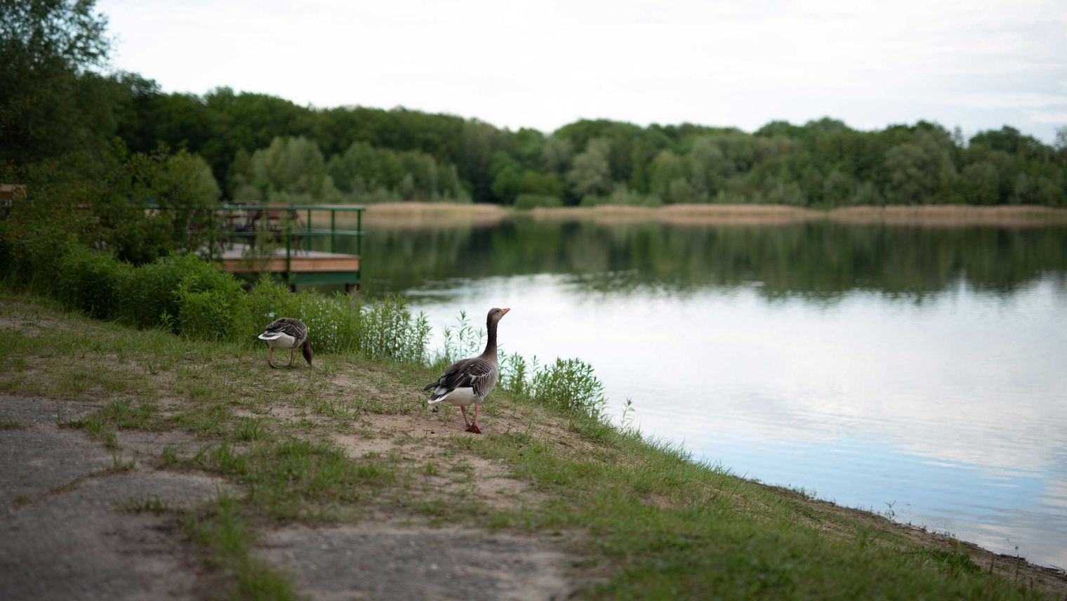Gänse am Strandbad Nymphensee in Brieselang