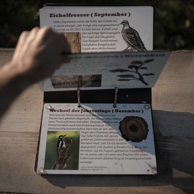 Beschreibung zu Flora und Fauna am Naturlehrpfad im Friesacker Zootzen