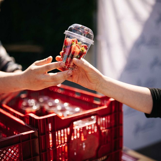 frische Erdbeeren zum Tourismustag Havelland auf dem Domstiftsgut Mötzow