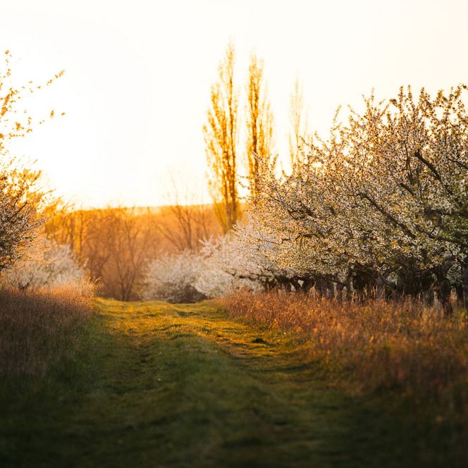 Blühende Obstplantage bei Sonnenuntergang in Werder (Havel)
