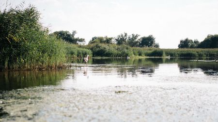 Storch im Schilf im Naturpark Westhavelland