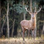Rothirsch in der Naturlandschaft Döberitzer Heide