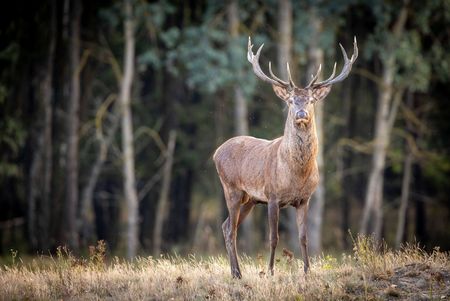Rothirsch in der Naturlandschaft Döberitzer Heide