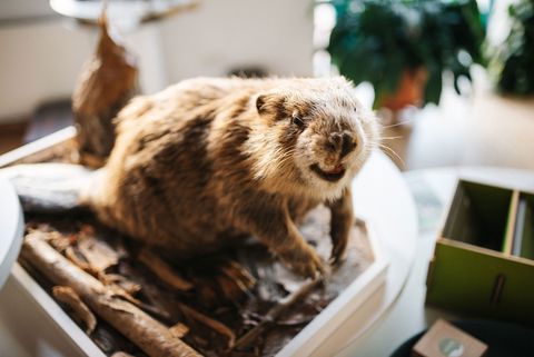 Ausstellungsstück "Biber" im Naturparkzentrum Westhavelland in Milow