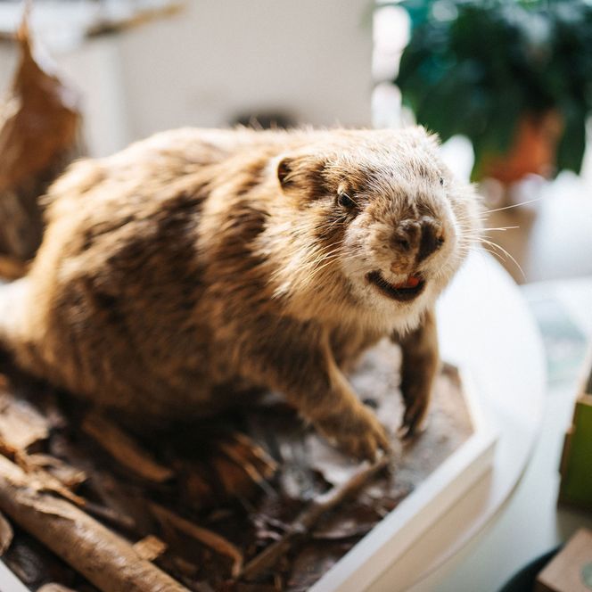 Ausstellungsstück "Biber" im Naturparkzentrum Westhavelland in Milow